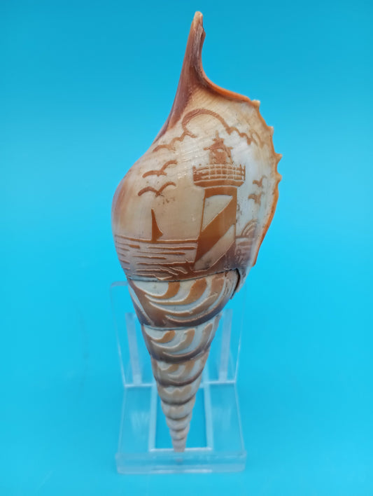 Carved Tibia Shell with Lighthouse Scene – 4.7"