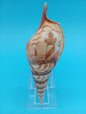 Carved Tibia Shell with Lighthouse Scene – 4.7"