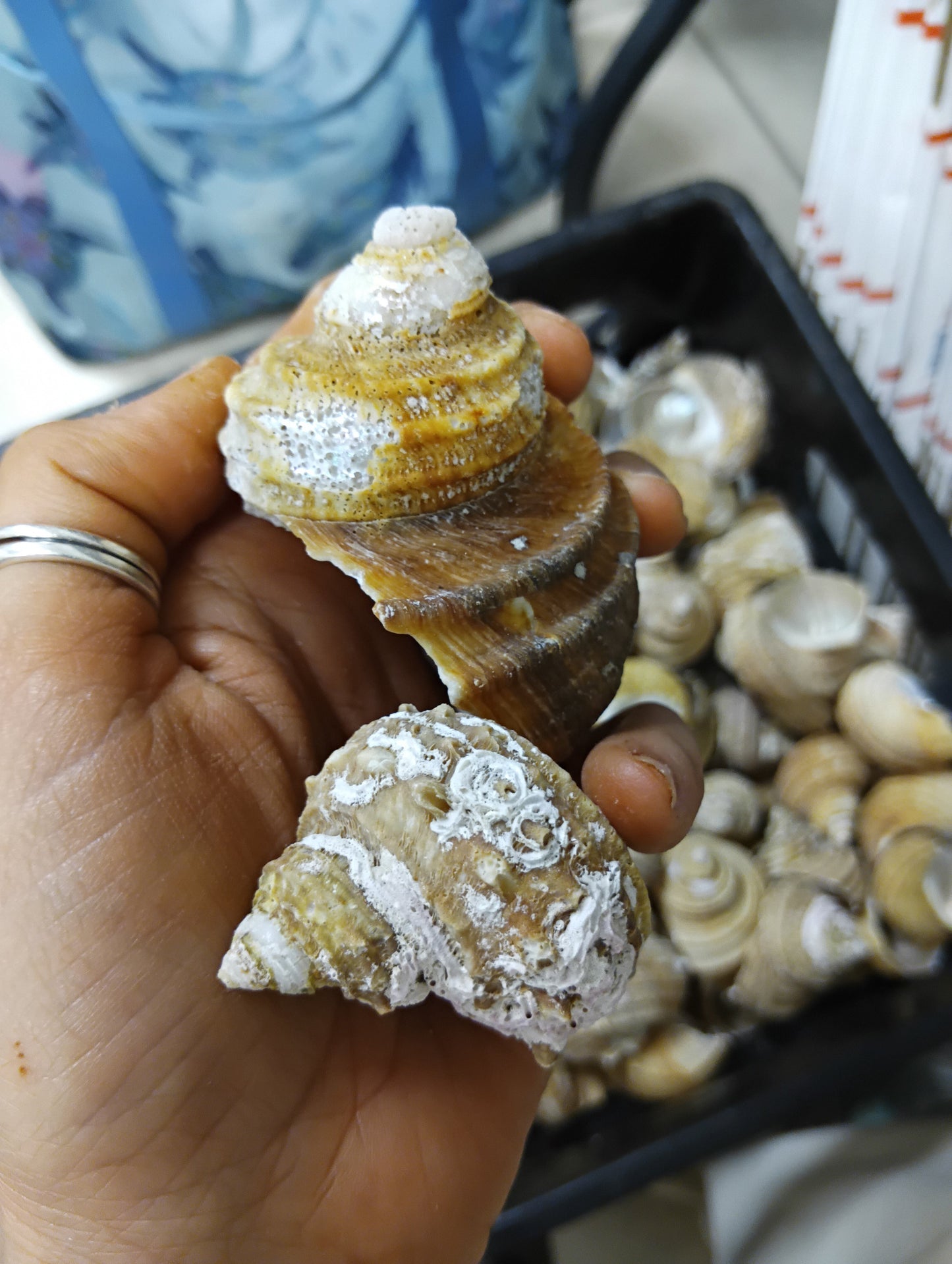 Natural Ribbed Turbo Shell