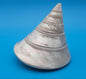 Pearled Trochus Niloticus Shell 3.8" Polished Spiral Display Shell with Iridescent Finish