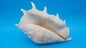 Large White Lambis Truncata Display Shell 11.75"