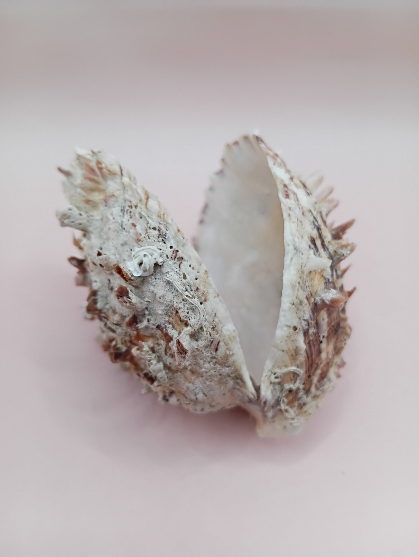 Natural Hinged Spondylus Shell – 3.0" x 2.3" – Spiny Display Shell