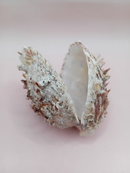Natural Hinged Spondylus Shell – 3.0" x 2.3" – Spiny Display Shell