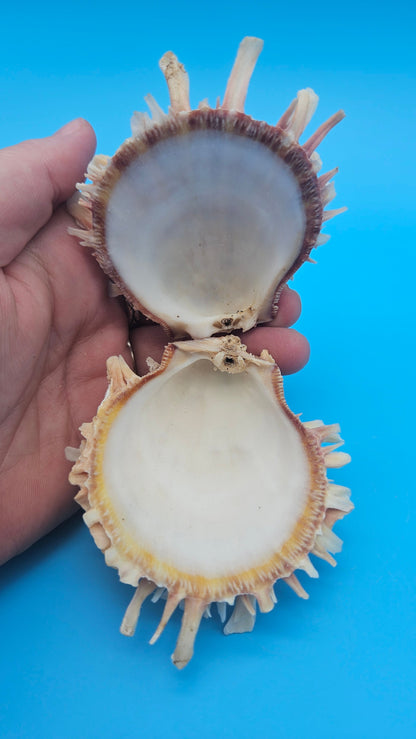 Spiny Spondylus Shell Pair 3.2" – Pink Textured Coastal Display Shell