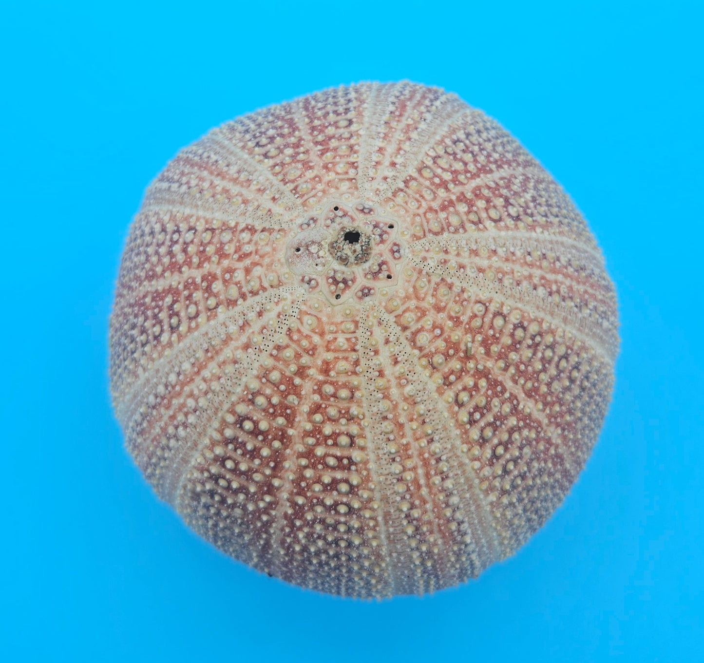 English Channel Urchin Shell – 5" Coastal Display Piece