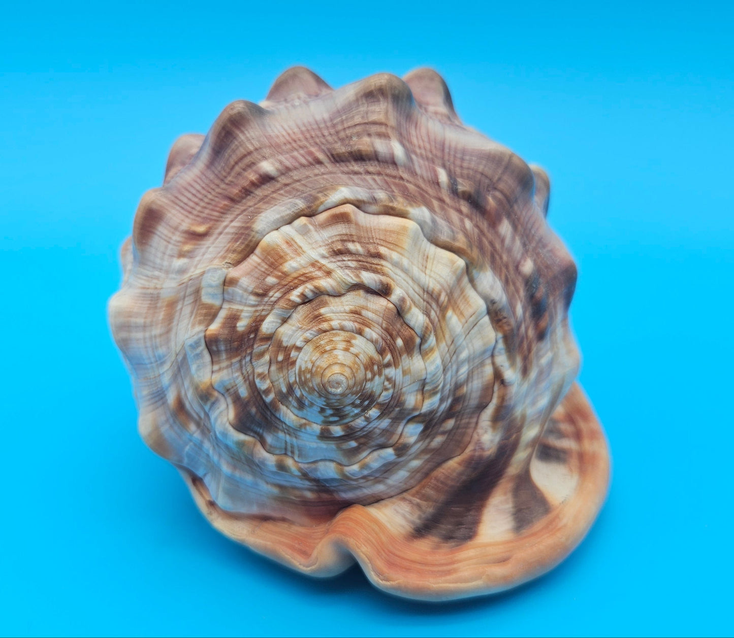 Bullmouth Helmet Shell 6.5"  Display with Bold Spiral and Earthy Tones