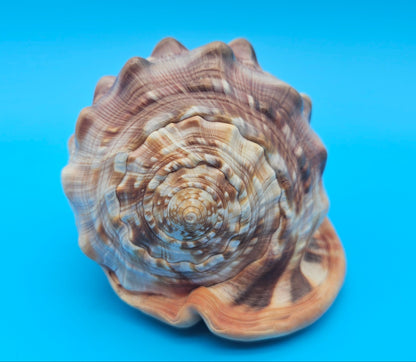 Bullmouth Helmet Shell 6.5"  Display with Bold Spiral and Earthy Tones