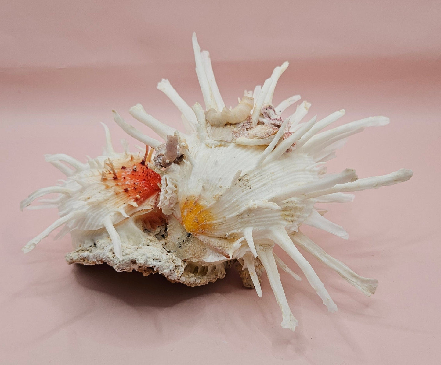 Americanus Spondylus Double Spiny Oyster Display Shell on Coral Base – Coastal Decor 7.5"