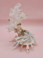 Pallid Carrier Shell with Tube Coral & Seaglass | 5x4 Coastal Display Shell