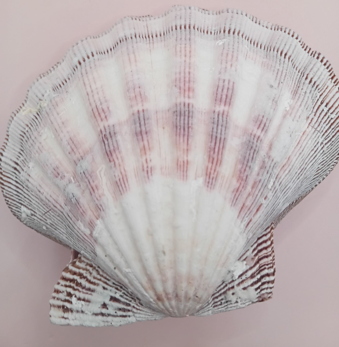 Natural Lion's Paw Seashell Pair – 5.5" x 5.0" – Coastal Display Accent