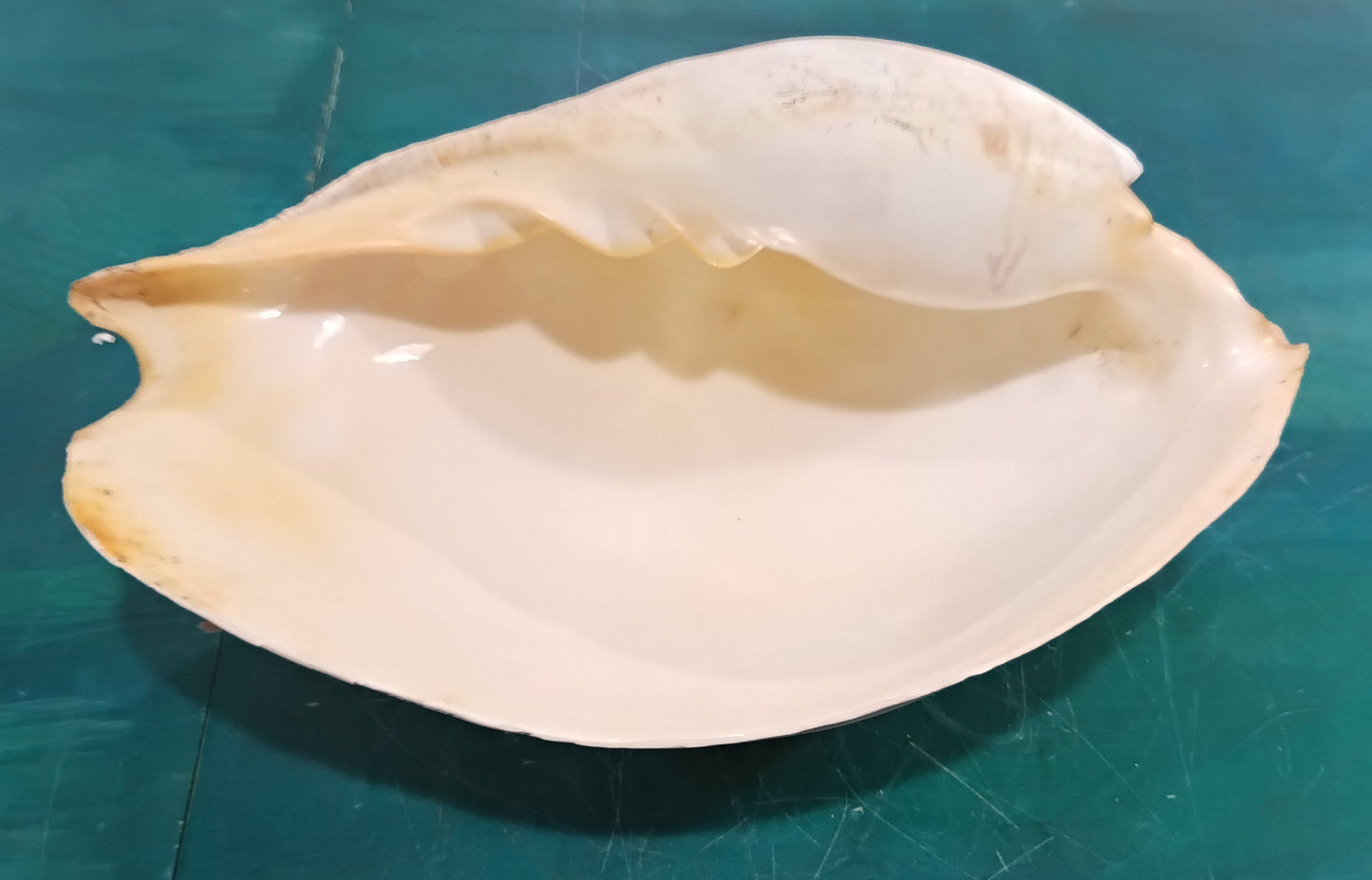 Large Umbilicate Shell Natural 14.5"x9"x5.5" – Coastal Display Accent