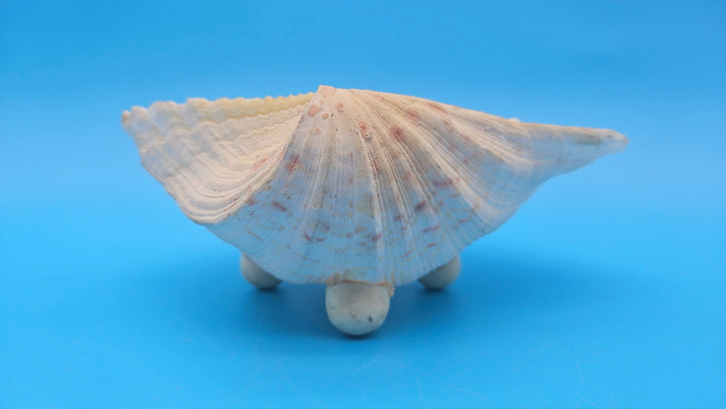 Bear Paw Clam Dish – 7.2" Coastal Display Shell