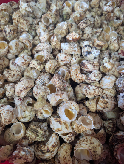 NEW Gold and Silver Mouth Turban Shells (Turbo Chrysostomus & Argyrostoma)