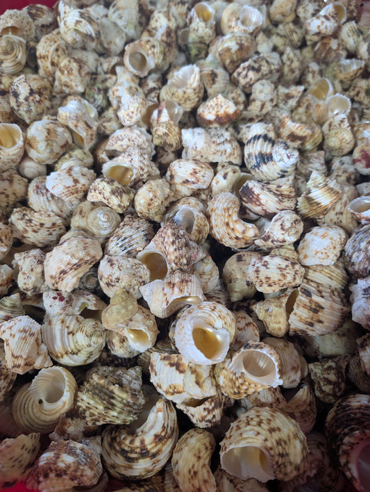 NEW Gold and Silver Mouth Turban Shells (Turbo Chrysostomus & Argyrostoma)