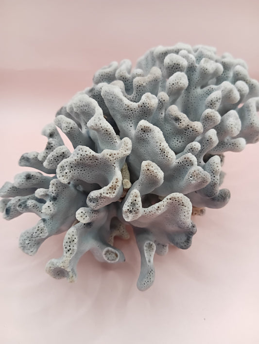 Vintage Blue Ridge Coral – 6.8" | Heliopora Coerulea