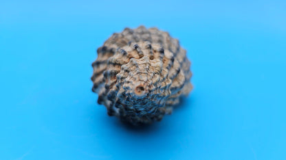 Oregon Hairy Triton Shell – Fusitriton oregonensis – 4.1" Pacific Northwest Display Shell