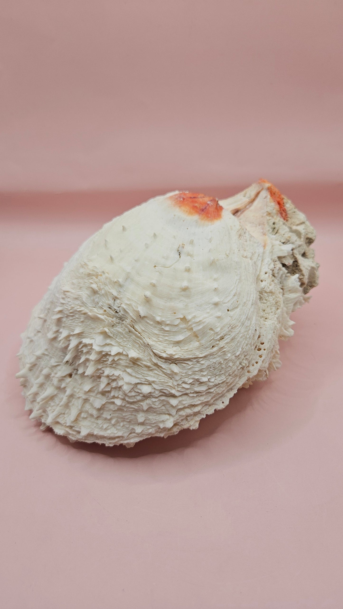 Large Spiny Spondylus Shell 8" Coastal Decor Display