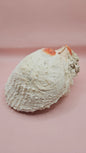 Large Spiny Spondylus Shell 8" Coastal Decor Display
