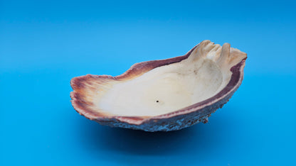 Deformed Giant Rock Scallop | Mutant Freak Coastal Display Shell 5.7" (Crassadoma gigantea)