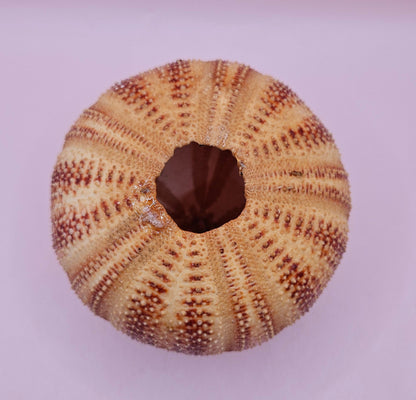 English Channel Sea Urchin Shell – Red and Cream Display Shell 4.5"