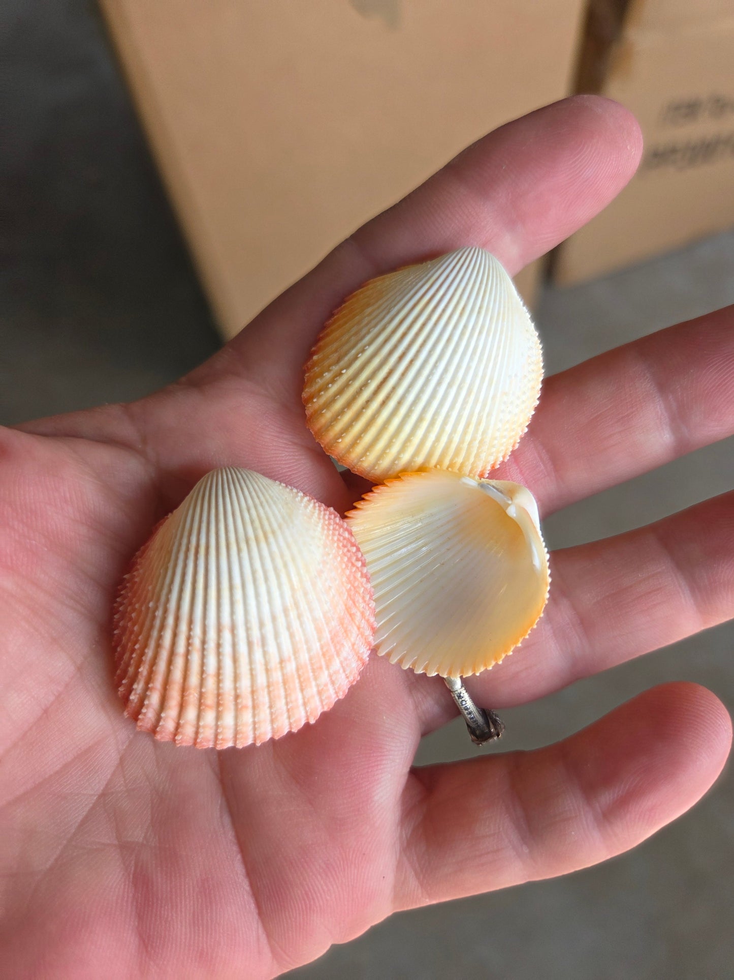 Yellow Prickly Cockle Shell (Trachycardium muricatum)