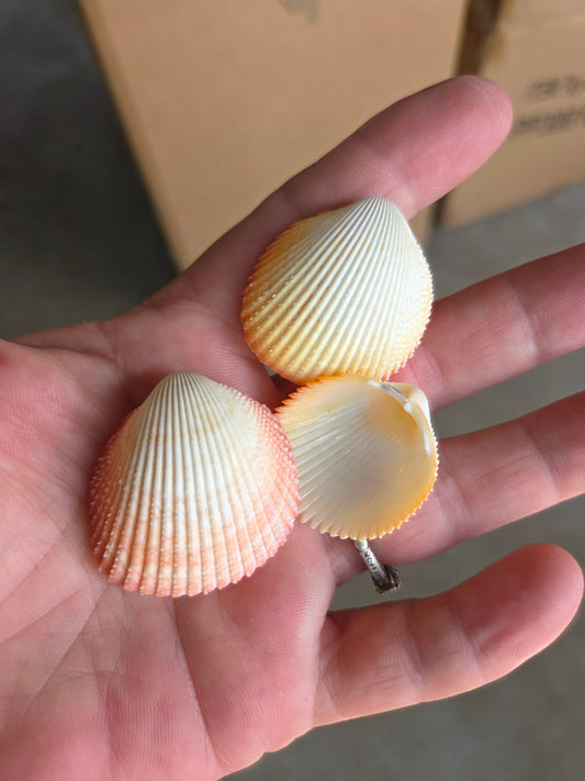 Yellow Prickly Cockle Shell (Trachycardium muricatum)
