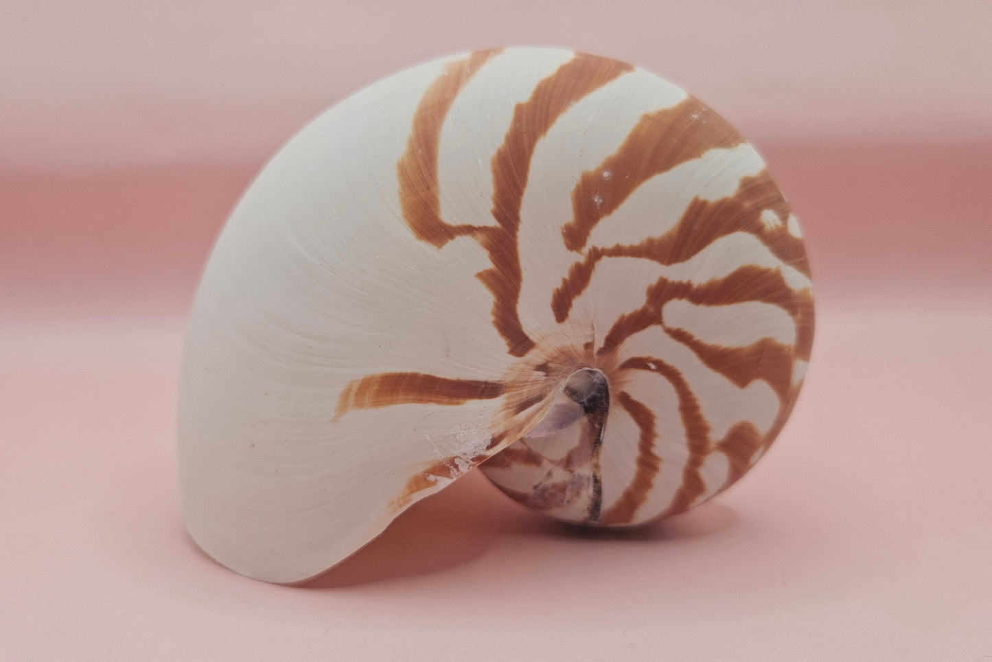 Tiger Nautilus Shell – Striking Natural Ocean Decor 4"