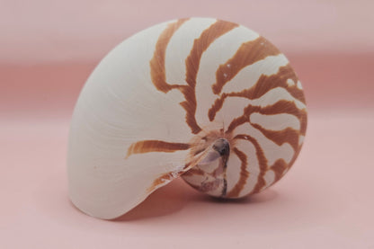 Tiger Nautilus Shell – Striking Natural Ocean Decor 4"