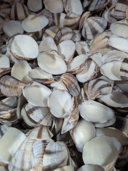 Venus Striped Clam Shells - Chamelea gallina