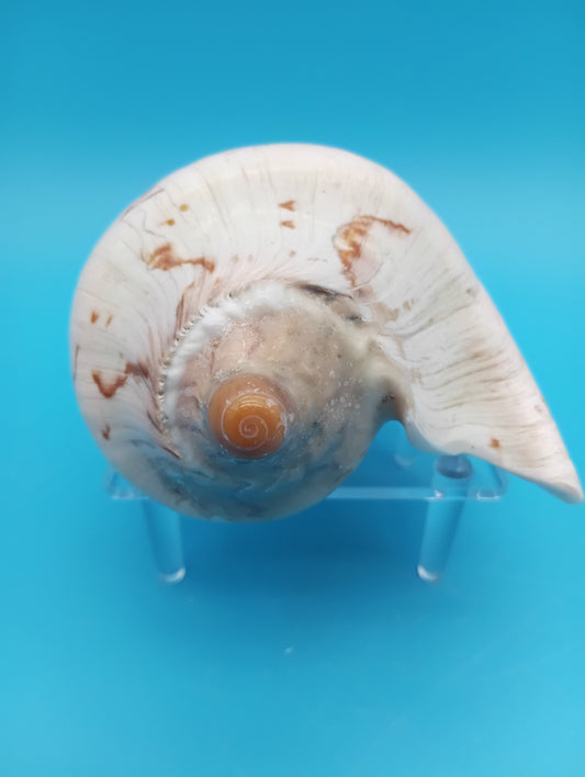 Noble Volute Shell 5" – Premium Coastal Decor Display Cymbiola nobilis