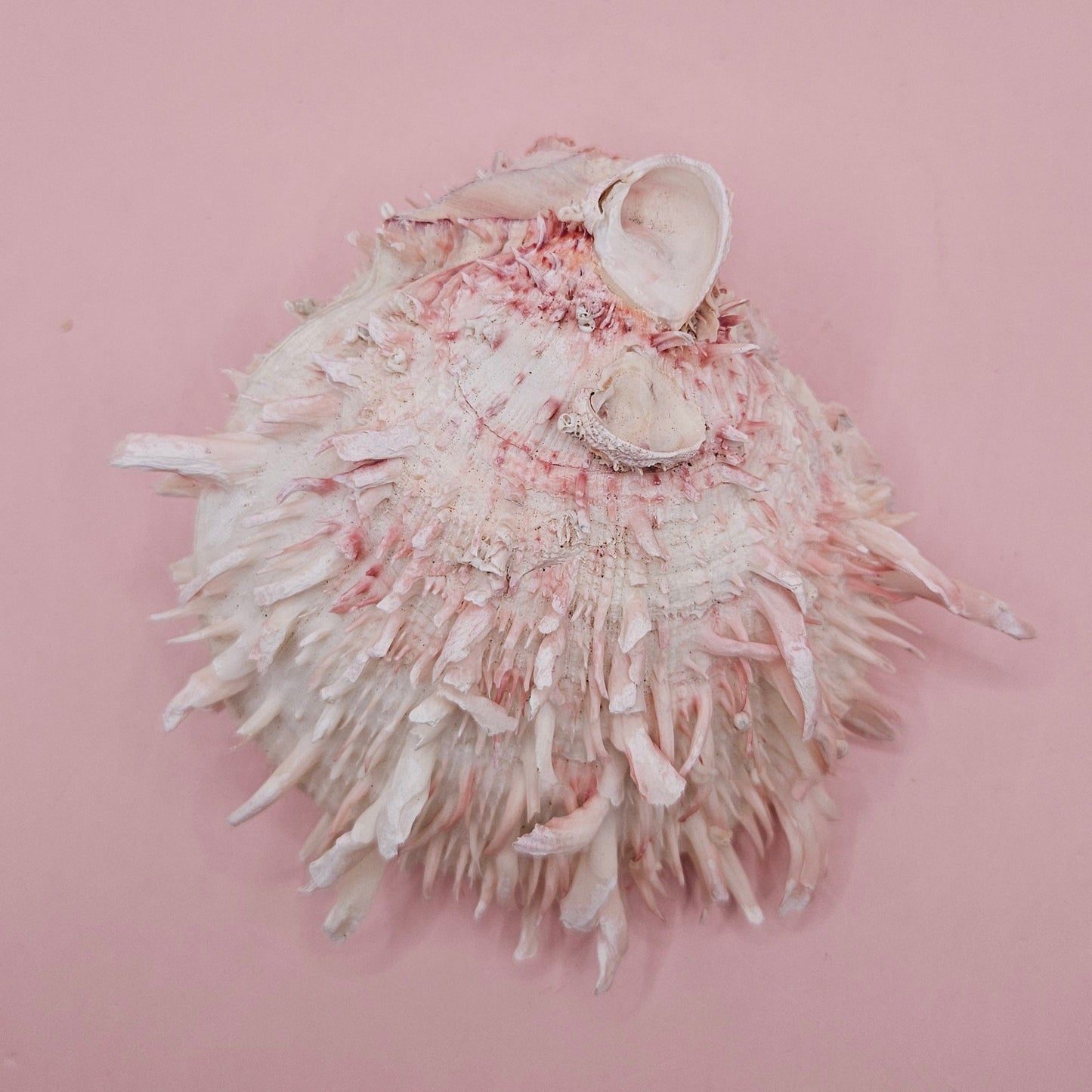 Large Hinged Spondylus Shell – 5" Blush Pink Spiny Ocean Display Spiny Thorny Oyster