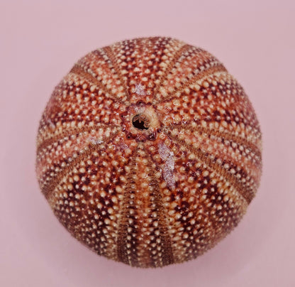 English Channel Sea Urchin Shell – Red and Cream Display Shell 4.5"
