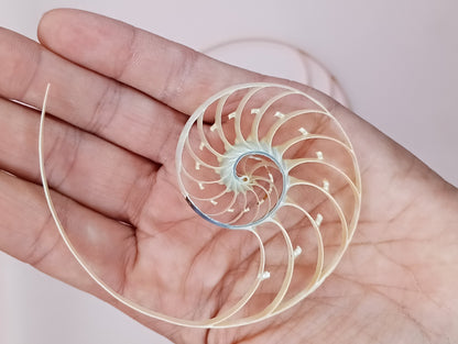 Center Sliced Pearl Nautilus Shells