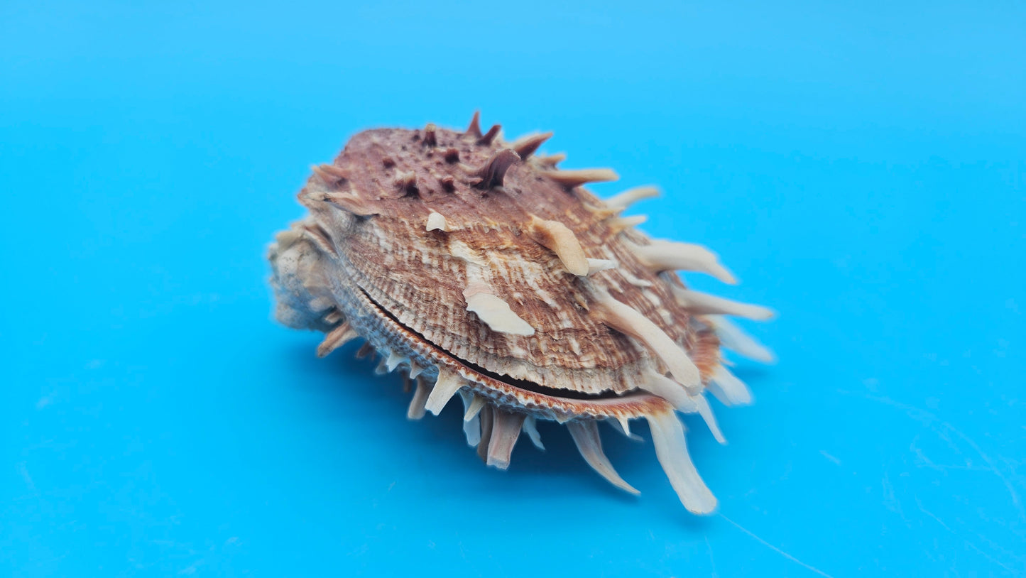 Spiny Spondylus Shell Pair 3.5" – Bold Coastal Display Shells for Home Décor