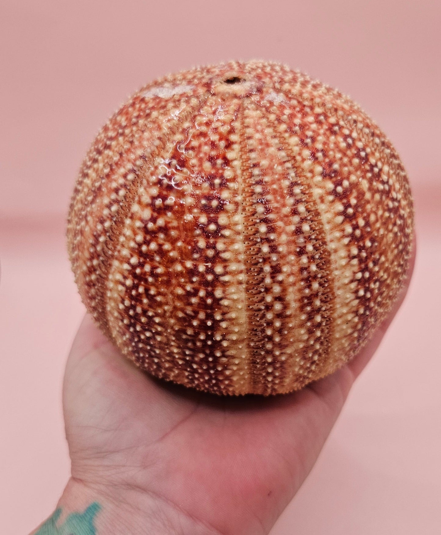 English Channel Sea Urchin Shell – Red and Cream Display Shell 4.5"