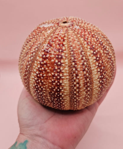 English Channel Sea Urchin Shell – Red and Cream Display Shell 4.5"