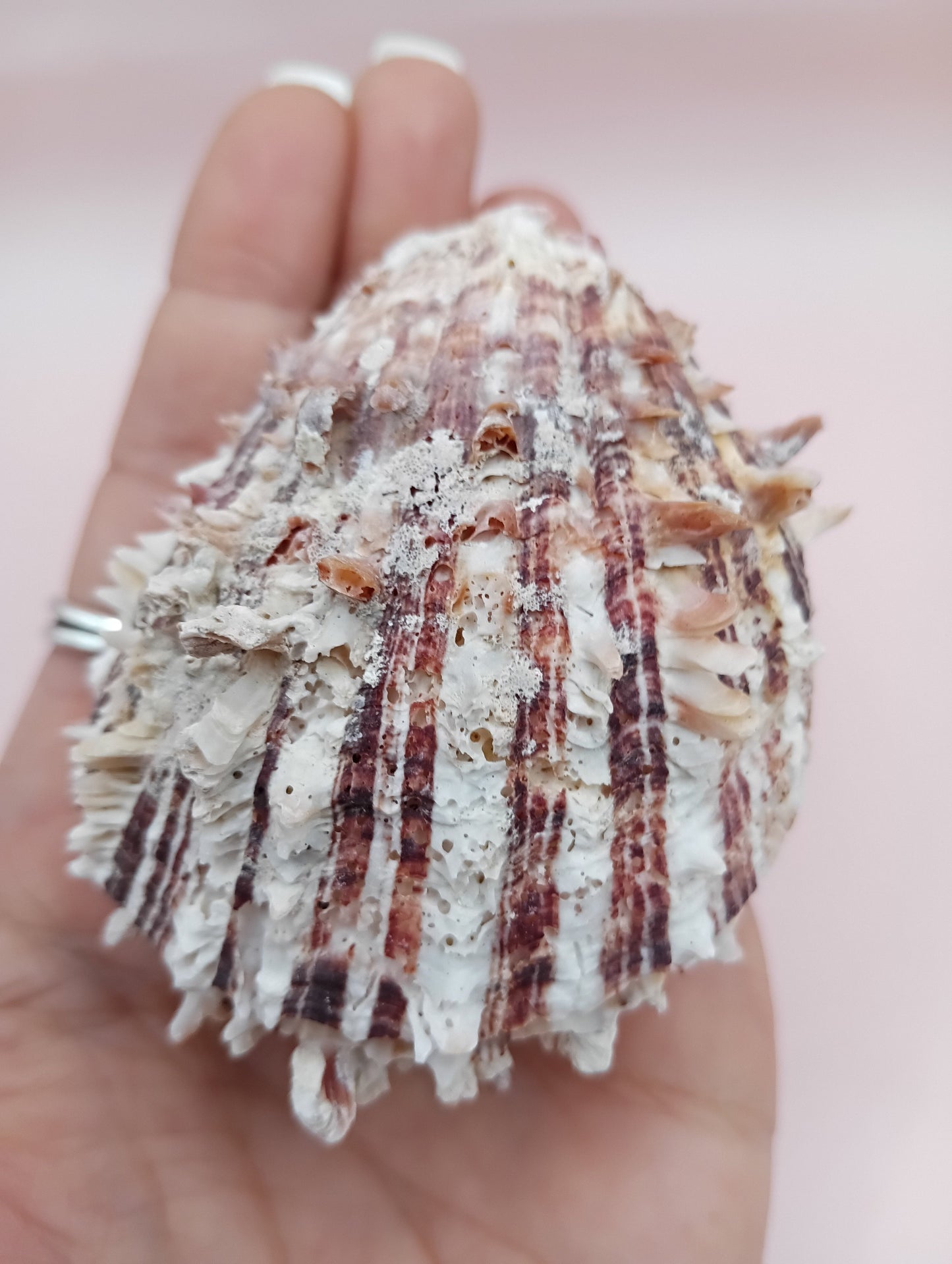 Natural Hinged Spondylus Shell – 3.0" x 2.3" – Spiny Display Shell