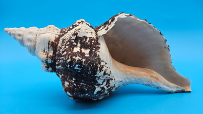 Horse Conch Shell 11" Triplofusus giganteus Dark Textured Coastal Display