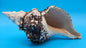 Horse Conch Shell 11" Triplofusus giganteus Dark Textured Coastal Display