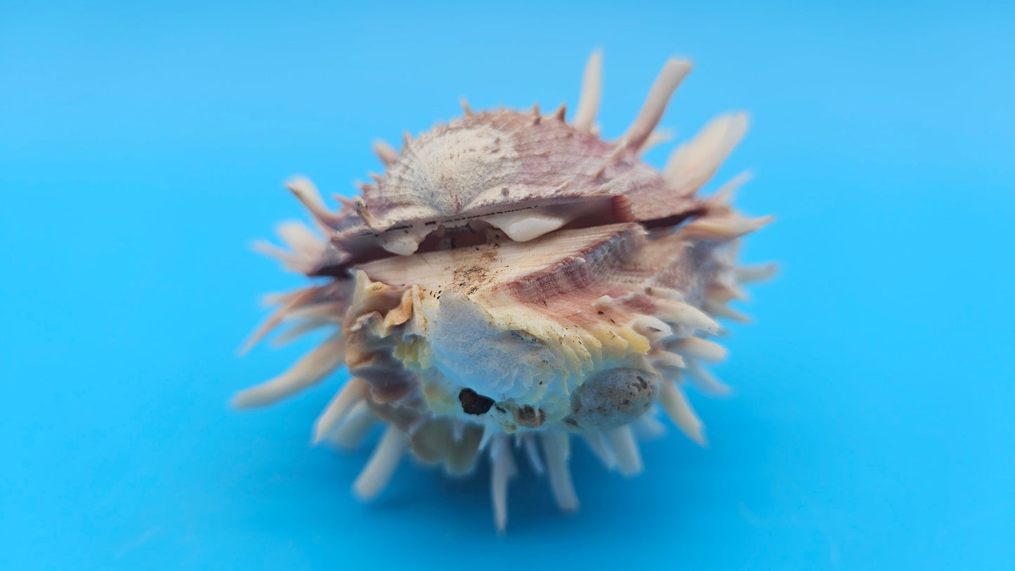 Spiny Spondylus Shell Pair 3.2" – Pink Textured Coastal Display Shell