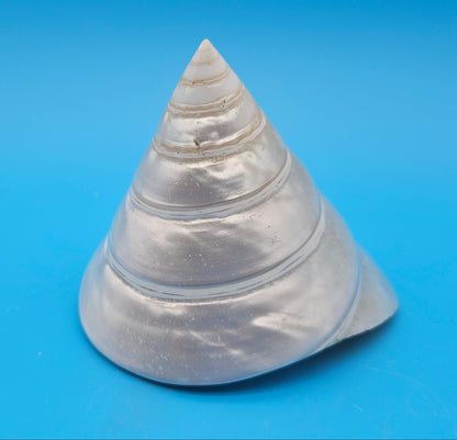 Pearled Trochus Niloticus Shell 4.2" Polished Spiral Display Shell with Iridescent Finish