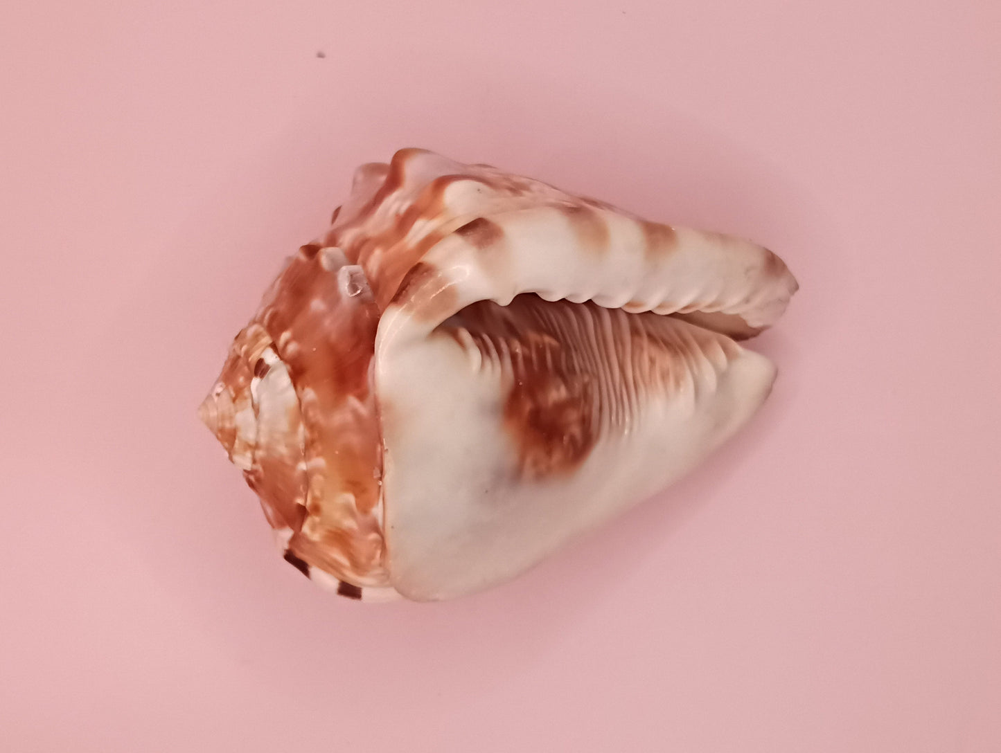 King Helmet Display Shell- Cassis flammea 4.8"