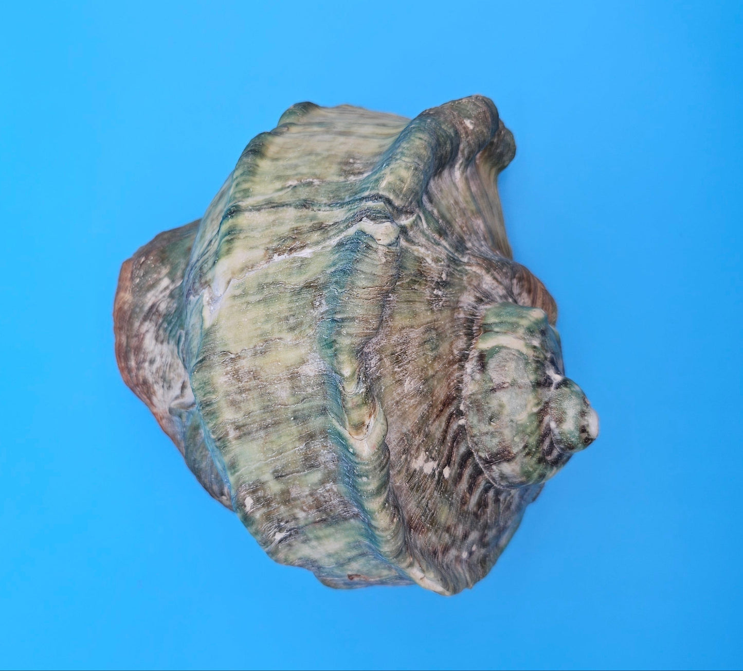 Giant Green Marmoratus Turban Shell – 6.4x6.2x4 Coastal Display