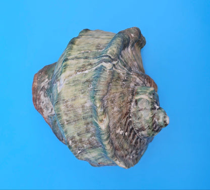 Giant Green Marmoratus Turban Shell – 6.4x6.2x4 Coastal Display