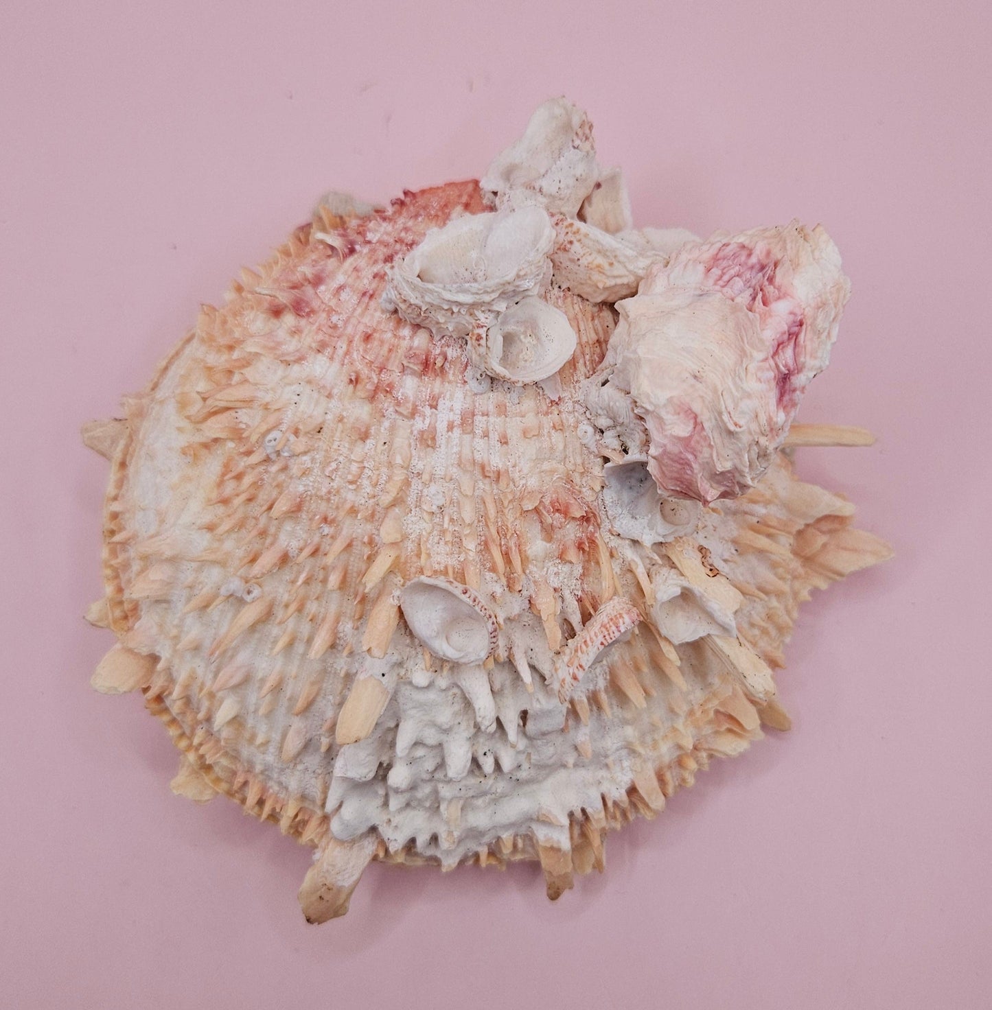 Spiked Spondylus Shell with Barnacles – Coastal Decor Display Shell 5.4"