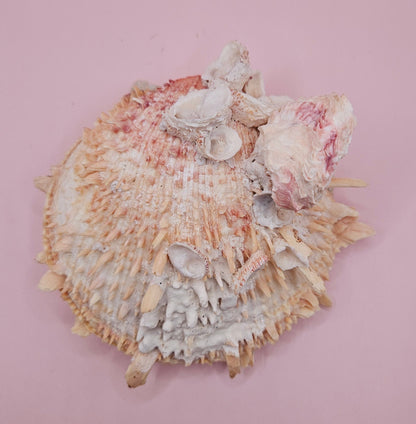 Spiked Spondylus Shell with Barnacles – Coastal Decor Display Shell 5.4"