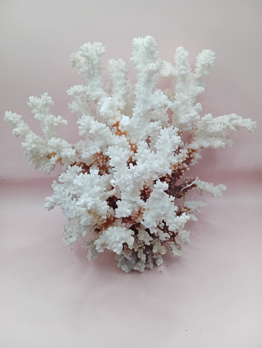 Vintage Brownstem Coral – Natural Textured Branch Form (10"x6.5"x8.25")
