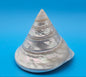 Pearled Trochus Niloticus Shell 4" Polished Spiral Display Shell with Iridescent Finish