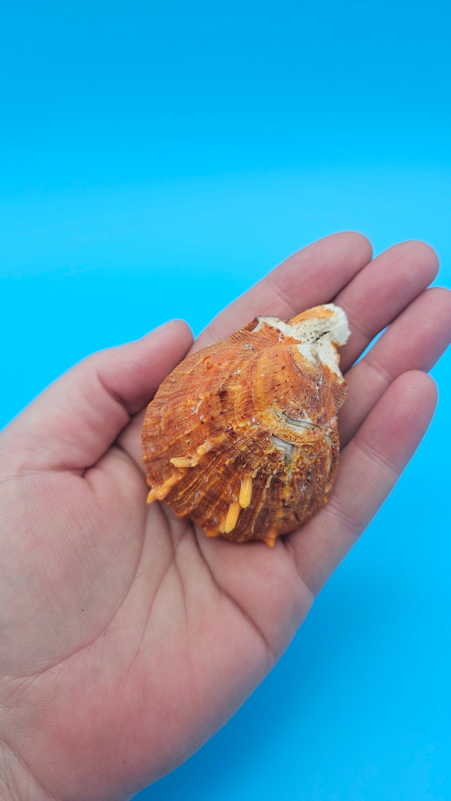 Fused Spiny Spondylus Shell 2.6" – Bright Orange Coastal Display Shell