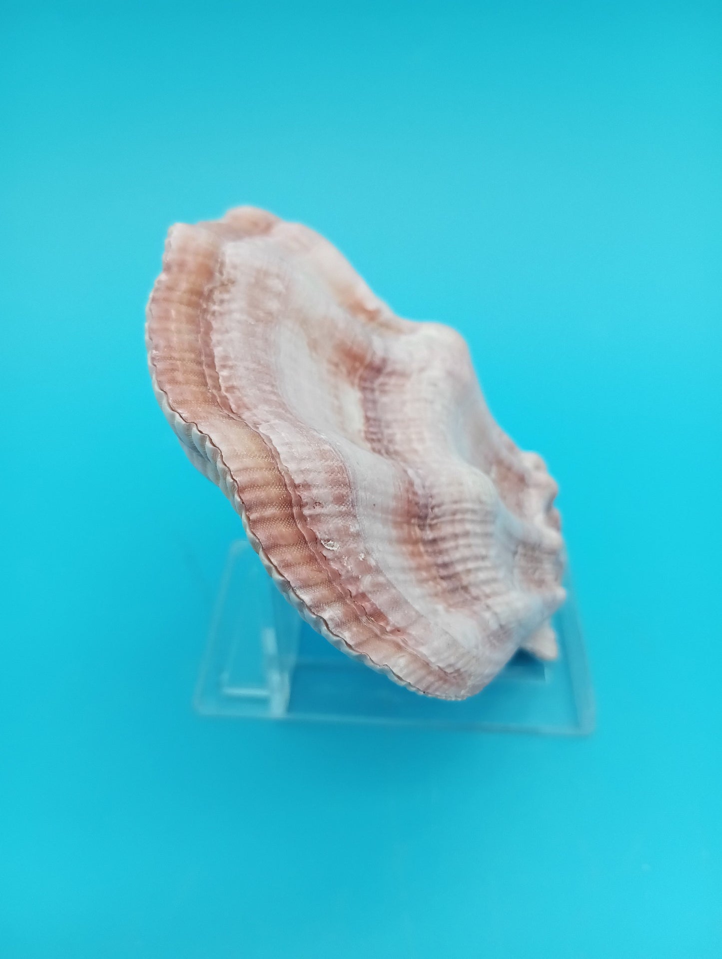 Swiftopecten Swiftii Scallop Shell Pair – 3.6" x 3.0